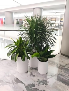 热词聚焦!北仑绿化修剪专业的独特魅力